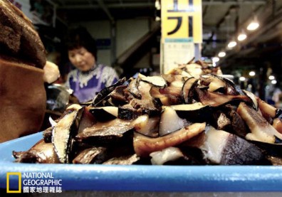 鯨魚如何「被自投羅網」？