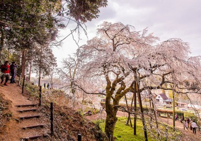 來看1300年歷史的老櫻花！日本天皇親手種下的垂柳式吉野櫻