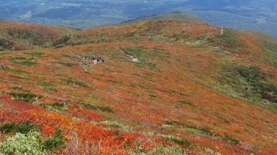 【日本賞楓】楓葉染紅山頭的栗駒山