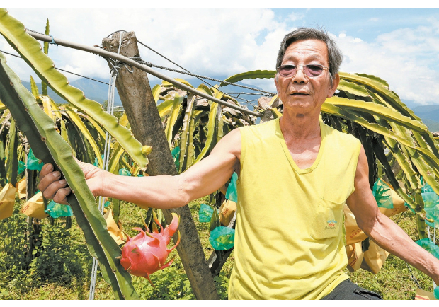 火龍果達人：果皮「火焰大」口感較好