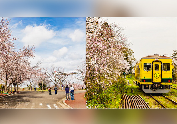 去千葉櫻山公園賞櫻花、看飛機！還有「嚕嚕米列車」與你作伴