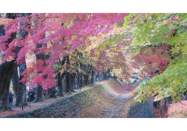 富士河口湖紅葉迴廊 美景如詩如畫