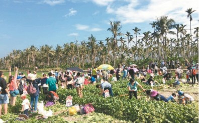 網路認股預約消費 美濃蘿蔔收益增3成