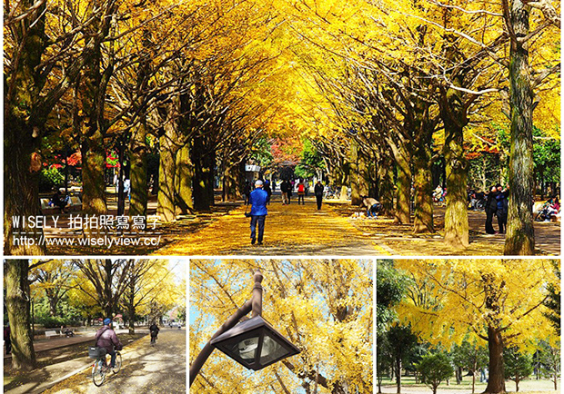 令人驚嘆的無敵美景！東京銀杏景點：光之丘公園