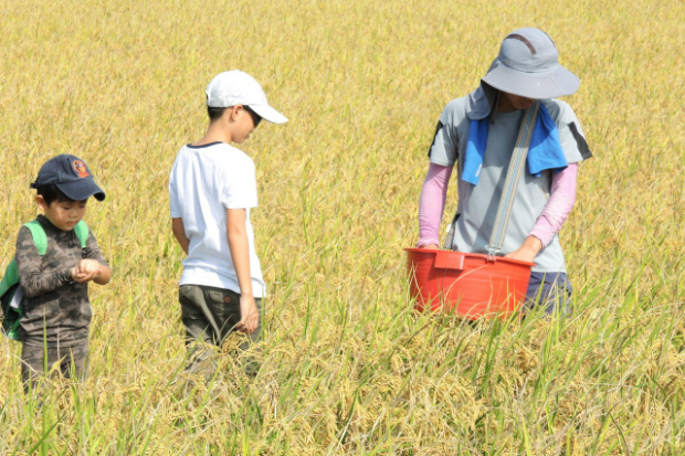 冒險吃好米 百人認股助青農種無毒米
