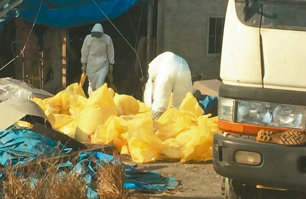 禽流感疫情擴大 嘉縣烏骨雞場驗出H5N6