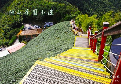 前進嘉義梅山，在蜿蜒的休閒小徑欣賞茶園美好風光！