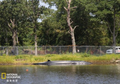 一個DVD盒如何殺死一隻鯨魚