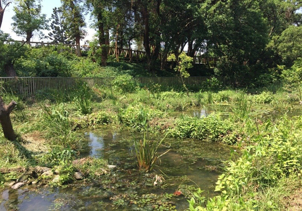 公園也能看到「火金姑」 北市府推賞螢地圖