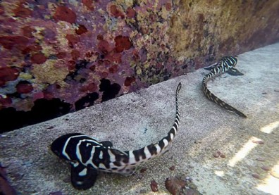 鯊魚會「處女生子」？