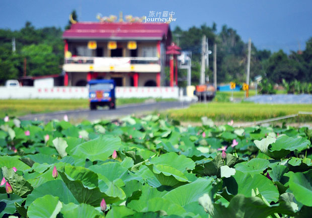 台南白河蓮花季．荷花田又滿開蓮花了