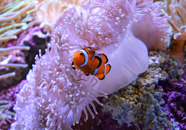 海底總動員搞錯啦！小丑魚的真正兩性關係動態