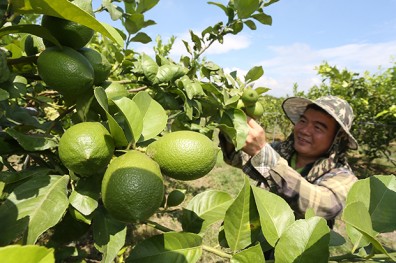 農產品行銷有成 屏東、嘉縣均獲逾三成肯定