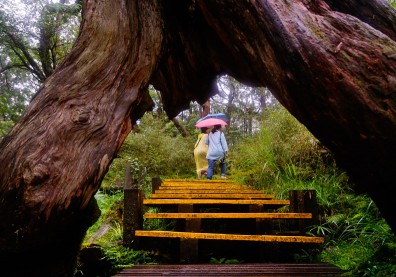 42條路線 重新遊寶島