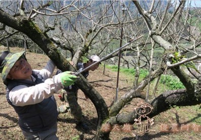 日本認證樹醫劉東啟：無毒樹木醫學發展果樹修剪與養護技術