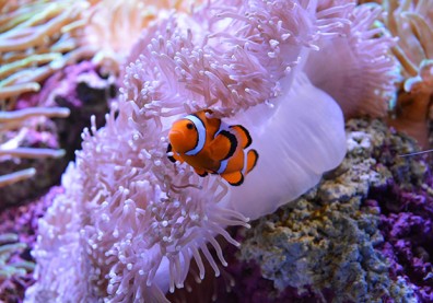 海底總動員搞錯啦！小丑魚的真正兩性關係動態