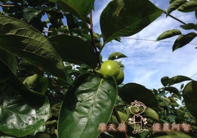 從科學的角度 解釋富有甜柿的生理落果現象與環刻的作用機制