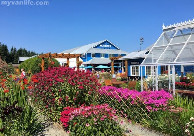閒來莓事 沉浸仲夏莓田