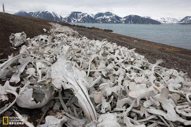 鯨魚如何「被自投羅網」？_img_1