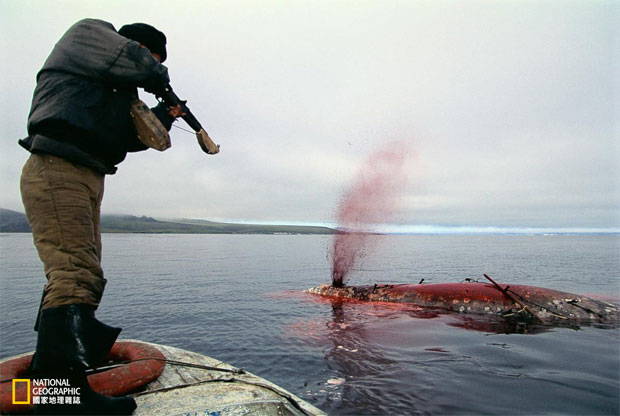 鯨魚如何「被自投羅網」？_img_4