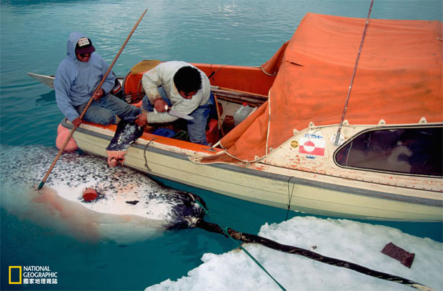 鯨魚如何「被自投羅網」？_img_5