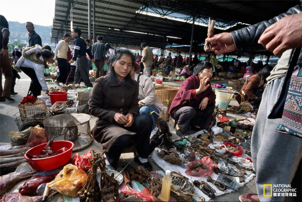 緬甸餵飽了中國人嗜吃穿山甲的大胃口_img_1