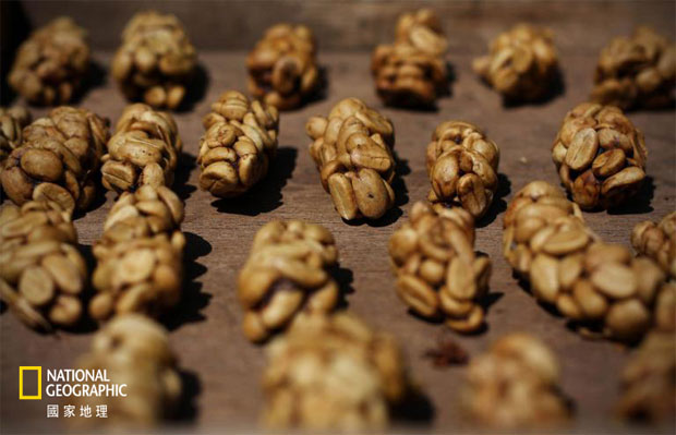 麝香貓:世上最貴咖啡之暗黑秘辛_img_1