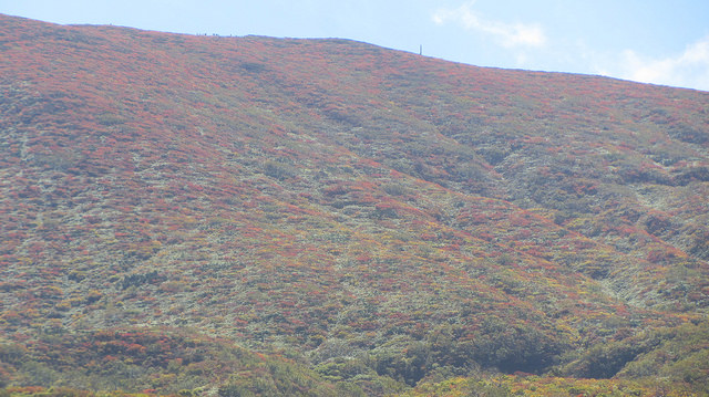 【日本賞楓】楓葉染紅山頭的栗駒山_img_10