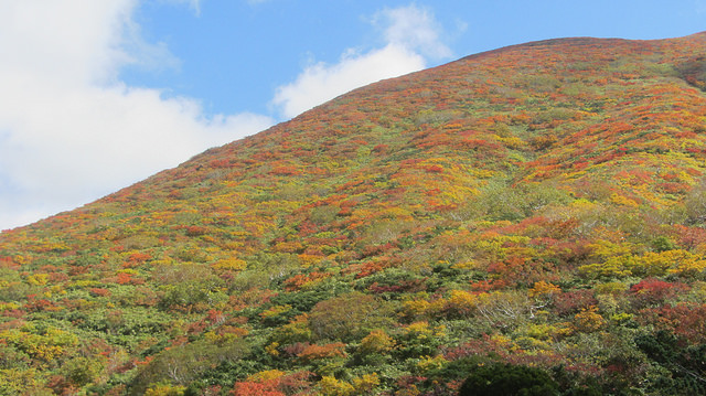 【日本賞楓】楓葉染紅山頭的栗駒山_img_22