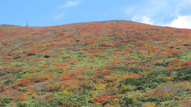 【日本賞楓】楓葉染紅山頭的栗駒山_img_23