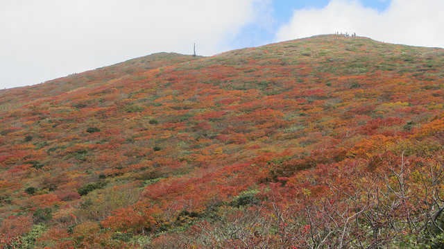 【日本賞楓】楓葉染紅山頭的栗駒山_img_24