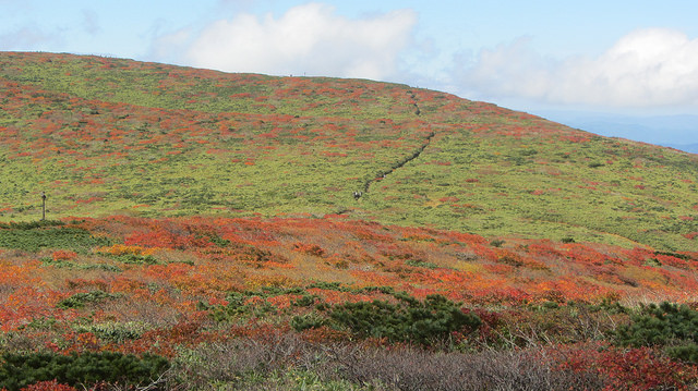 【日本賞楓】楓葉染紅山頭的栗駒山_img_28