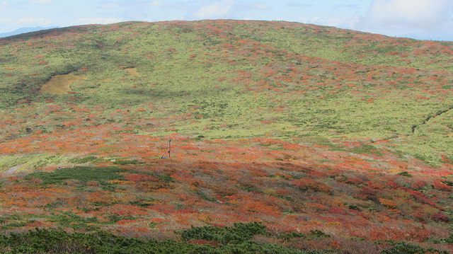 【日本賞楓】楓葉染紅山頭的栗駒山_img_29