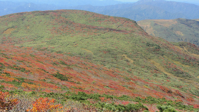【日本賞楓】楓葉染紅山頭的栗駒山_img_31