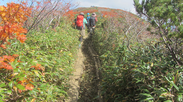 【日本賞楓】楓葉染紅山頭的栗駒山_img_36