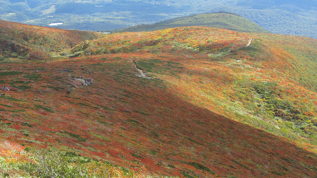【日本賞楓】楓葉染紅山頭的栗駒山_img_43