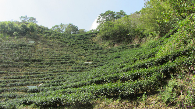 【台灣36秘境】石碇之塗潭千島湖_img_20