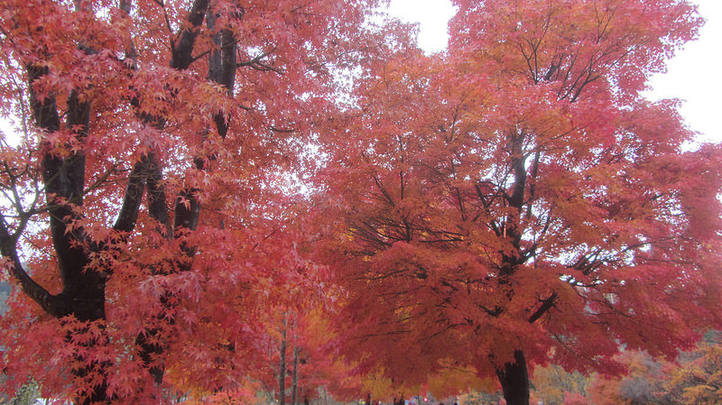 富士河口湖紅葉迴廊 美景如詩如畫_img_1