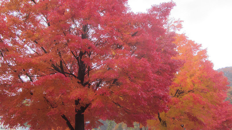 富士河口湖紅葉迴廊 美景如詩如畫_img_2
