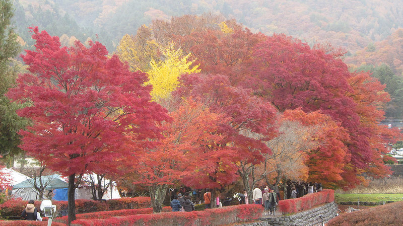 富士河口湖紅葉迴廊 美景如詩如畫_img_7