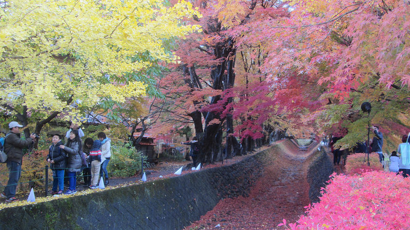 富士河口湖紅葉迴廊 美景如詩如畫_img_10
