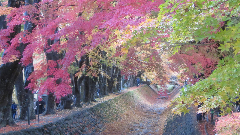 富士河口湖紅葉迴廊 美景如詩如畫_img_11