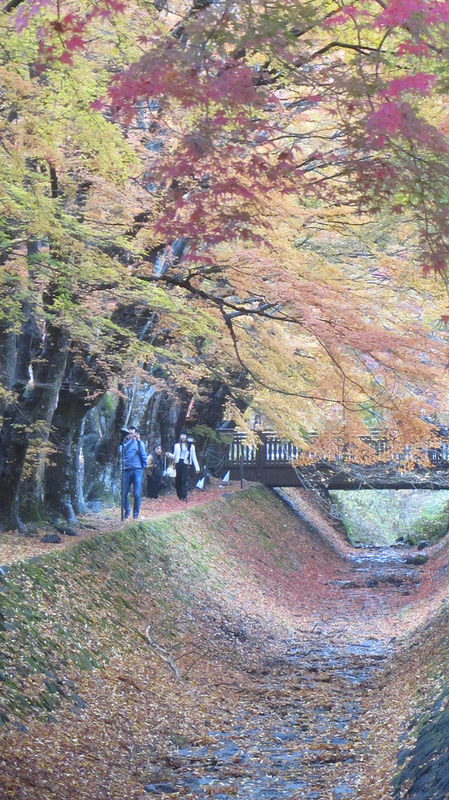 富士河口湖紅葉迴廊 美景如詩如畫_img_12
