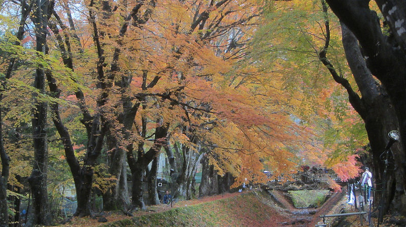 富士河口湖紅葉迴廊 美景如詩如畫_img_13