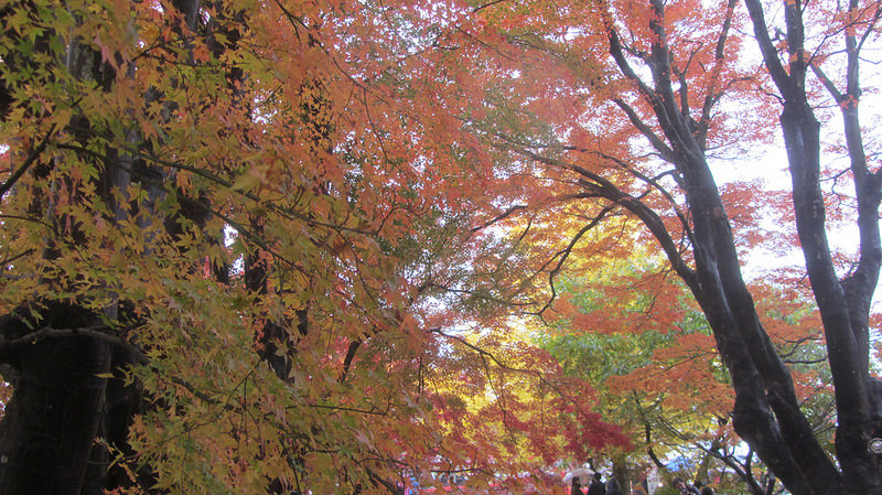 富士河口湖紅葉迴廊 美景如詩如畫_img_14