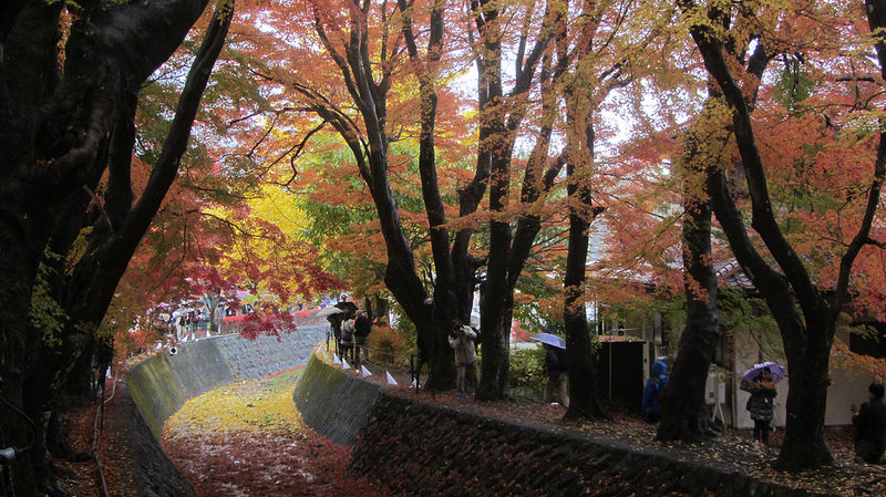 富士河口湖紅葉迴廊 美景如詩如畫_img_15