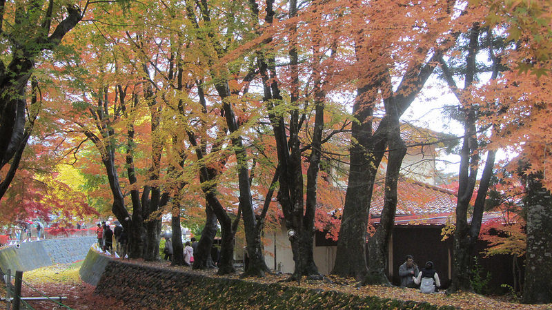 富士河口湖紅葉迴廊 美景如詩如畫_img_16