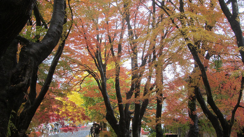 富士河口湖紅葉迴廊 美景如詩如畫_img_19