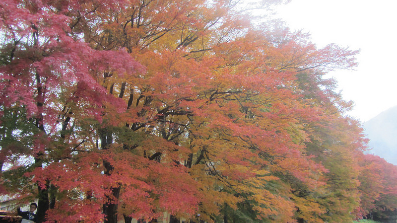 富士河口湖紅葉迴廊 美景如詩如畫_img_20