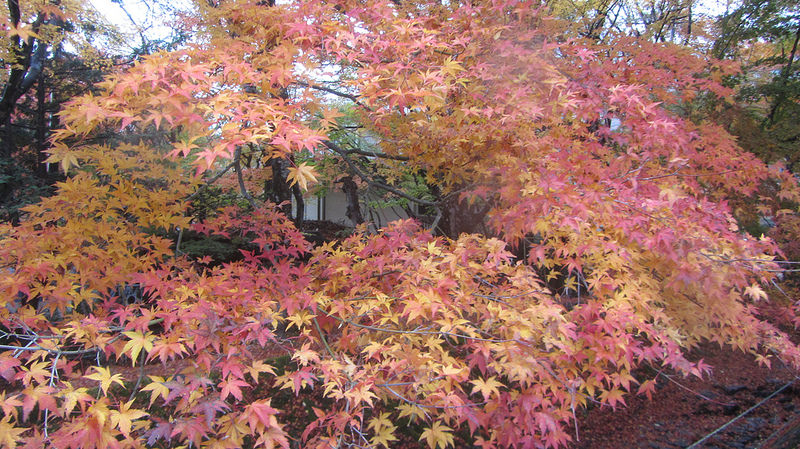 富士河口湖紅葉迴廊 美景如詩如畫_img_23